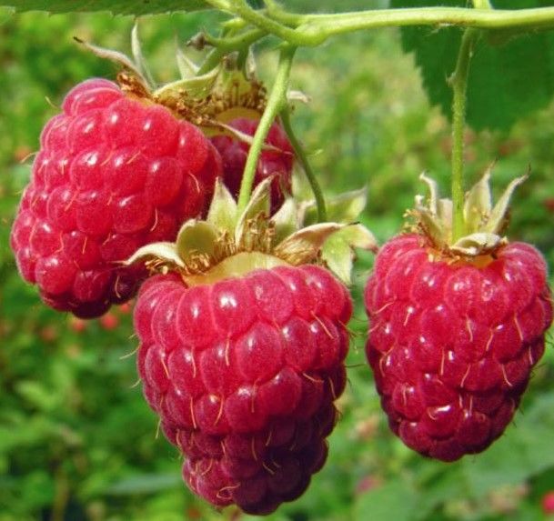 Framboises